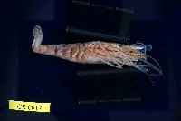 日本沼蝦藏品圖，第3張